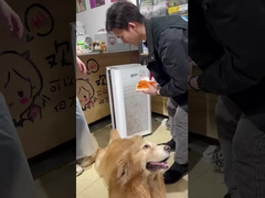 반려동물 에 적합 한 공기: 버크 의 정화기 는 당신 의 집 을 신선 하게 유지 한다!